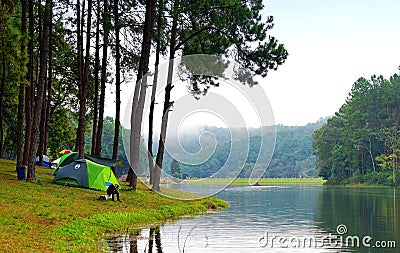 Young man with green camping tent in pine tree forest Stock Photo