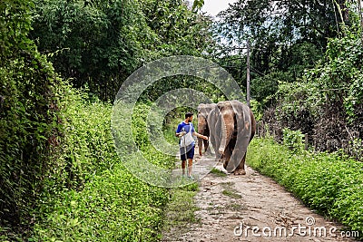 Young man guiding an elephant on a jungle path of Chiang Mai in Stock Photo