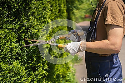 A professional gardener is cutting a thuja tree for a better shape Stock Photo