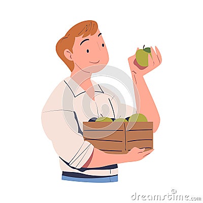 Young Man Harvesting Holding Wooden Crate with Ripe Apple Fruit Vector Illustration Vector Illustration