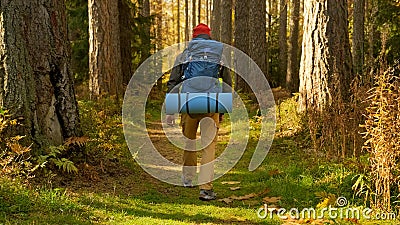 Young Man Hiking in Forest in Autumn. Active Healthy Caucasian Tourist With Backpack Walking in sunshine Wood. Male Stock Photo