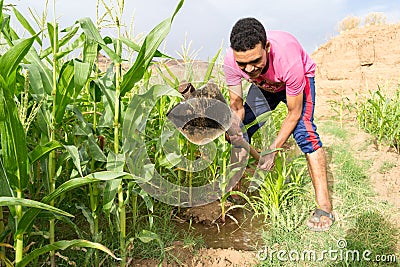 Young man irrigating the maize corn field Stock Photo