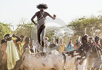 Young man jumps of the bulls. Turmi, Omo Valley, Ethiopia. Editorial Stock Photo