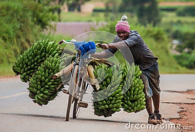The young man is lucky by bicycle on the road a big linking of bananas to sell on the market. Editorial Stock Photo