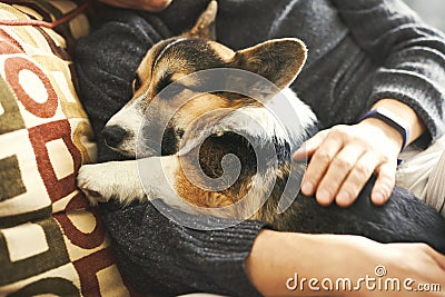 Young man resting with his pet at home on couch, spending time together, cute Welsh Corgi puppy. Stock Photo