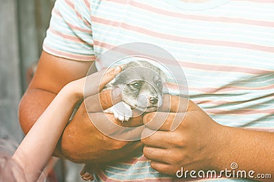 a young man with tanned arms is holding a very small puppy. the baby is petting him. daylight. close-up Stock Photo