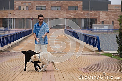 Young man walks with his brown Labrador retrieve dog. The dog plays with a black dog while the owner looks at him. Concept pets Stock Photo