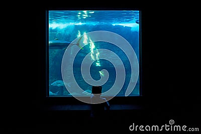 Young man watching fish in a darkest room Stock Photo