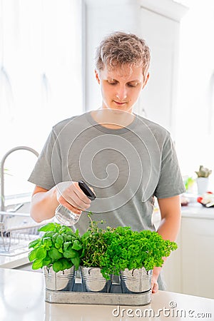 Young Man watering home gardening on the kitchen. Pots of herbs with basil, parsley and thyme. Home planting and food growing. Stock Photo