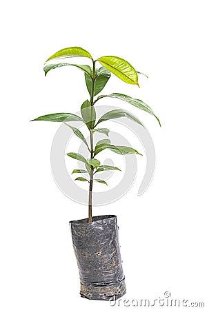 Young mangosteen tree Stock Photo