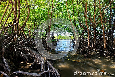 Young mangrove trees Stock Photo