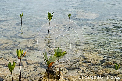 Young mangrove trees growing in shallow water Stock Photo