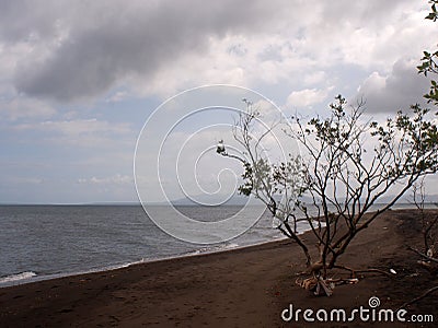 Young mangrove trees left on the seashore due to inundation by a strong typhoon storm Stock Photo