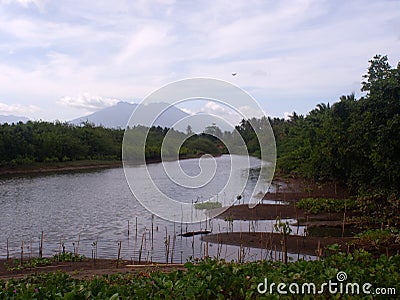 Young mangrove trees left on the seashore due to inundation by a strong typhoon storm Stock Photo