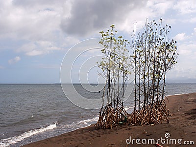 Young mangrove trees left on the seashore due to inundation by a strong typhoon storm Stock Photo