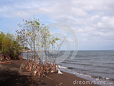 Young mangrove trees left on the seashore due to inundation by a strong typhoon storm Stock Photo