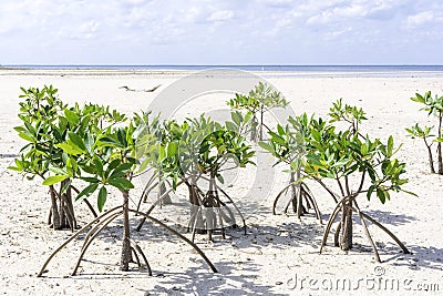 Young mangroves Stock Photo