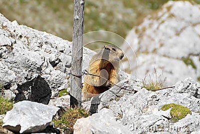 Young marmot Stock Photo