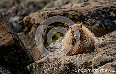 Young Marmot Holds Small Piece of Grass After Grooming Stock Photo