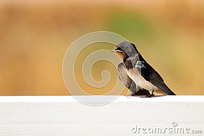 Young Martin (Delichon urbicum), a migratory passerine bird of t Stock Photo