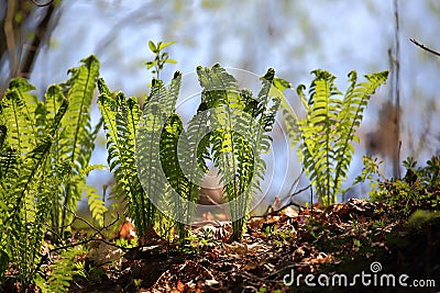 Young Matteuccia Struthiopteris bushes in spring forest, close-up Stock Photo