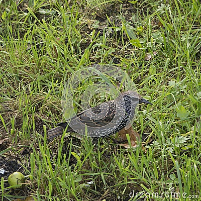 Young mavis on a background of grass Stock Photo