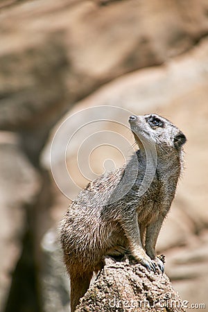 Young Meerkat guard looks towards the sky Stock Photo