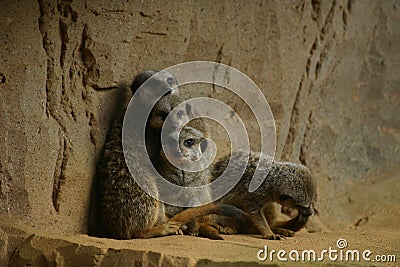Young meerkats against wall Stock Photo