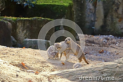 Young meerkats are playfully interacting with each other Stock Photo
