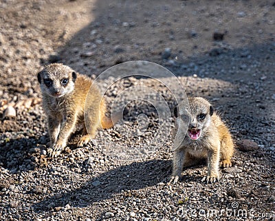 Young meerkats Suricata suricatta playing. Karlsruhe, Germany, Europe Stock Photo