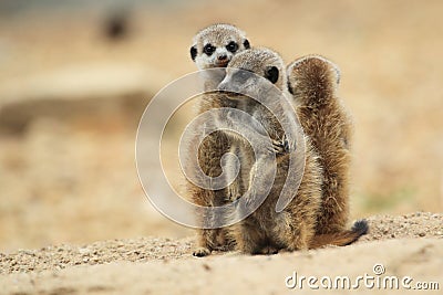 Young meerkats Stock Photo