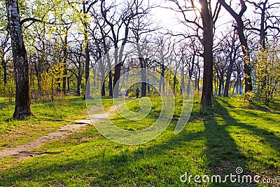 Young men walking in empty spring park daytime, sun Stock Photo