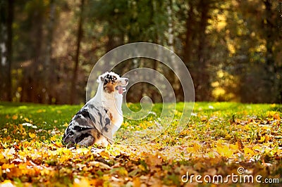 Young merle Australian shepherd look up Stock Photo