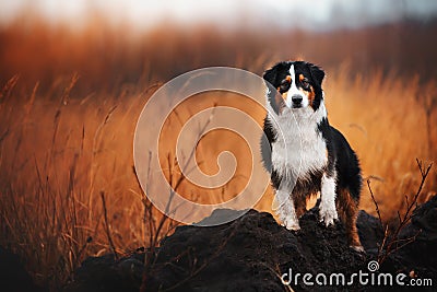 Young merle Australian shepherd playing with leaves in autumn Stock Photo