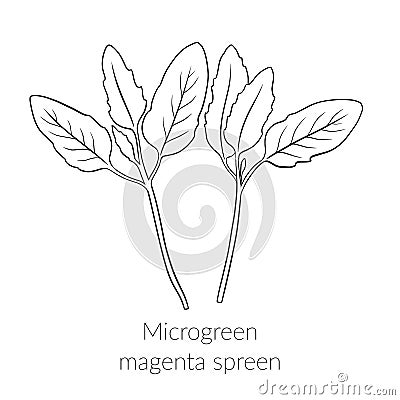 Young microgreen magenta spreen Vector Illustration