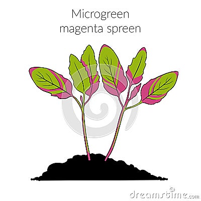 Young microgreen magenta spreen Cartoon Illustration