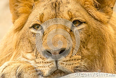 Young Mighty Handsome Lion Stock Photo