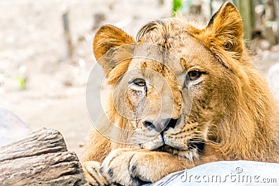 Young Mighty Handsome Lion Rest Stock Photo