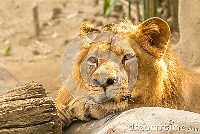 Young Mighty Handsome Lion Rest Stock Photo