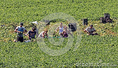 Young Migrant Farm Workers. Editorial Stock Photo