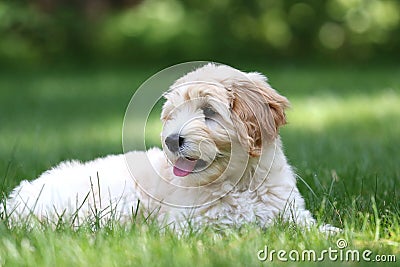 Mini Golden Doodle Puppy Lying in a backyard Stock Photo