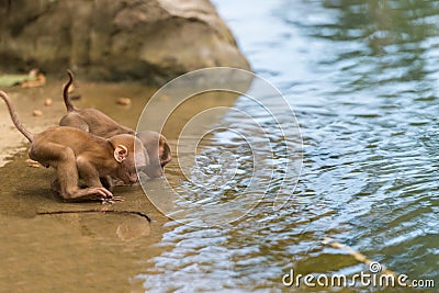 Young monkey drink water Stock Photo