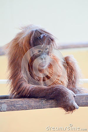 Young Monkey Orang-Outang Stock Photo