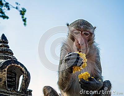 Young monkey in up of temple eating corn around Stock Photo
