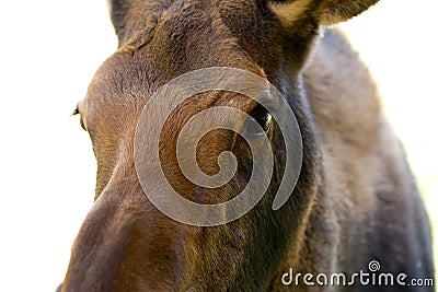 Young Moose Calf in the Yukon Territories, Canada Stock Photo