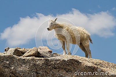 A young Mountain Goat Oreamnos americanus on a granite craig Stock Photo