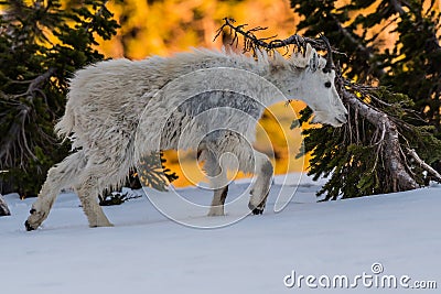 Young Mountain Goat Walks Through Snow Stock Photo