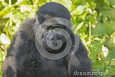 Young Mountain Gorilla in the Forest Stock Photo