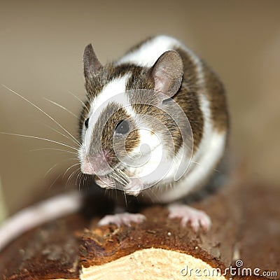 Young Mouse Stock Photo