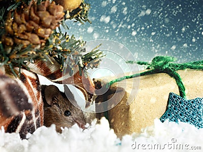 Young mouse hides under Christmas tree near gift`s box on background of snowing Stock Photo